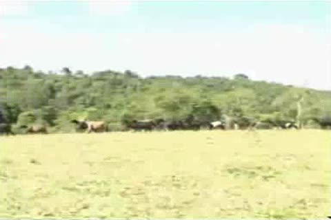 FÃ©lix Stulbach - Cawboys da montanha