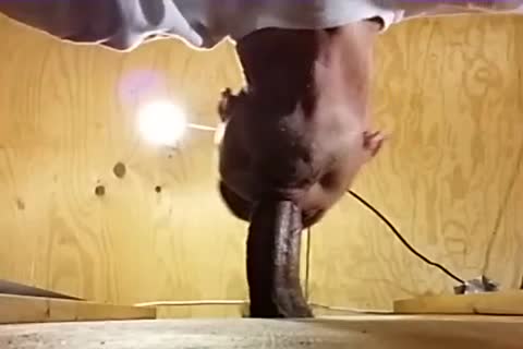 Me engulfing Off A dirty Venezuelan chap I've Had My Eyes On For A lengthy Time! Per A Fan's Recent  Request I Show Off his ball batter In My face hole before Gulping It Down.
What A wang! What A Load! And So Fuckin' dirty! I Hope I get greater amou